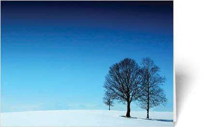 Environmental Defense Fund Two Trees in Snow Charity Holiday Card